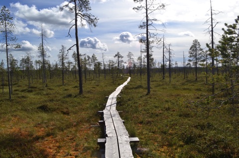 Boardwalk through aapa mire, Pyha-Luosto National Park
